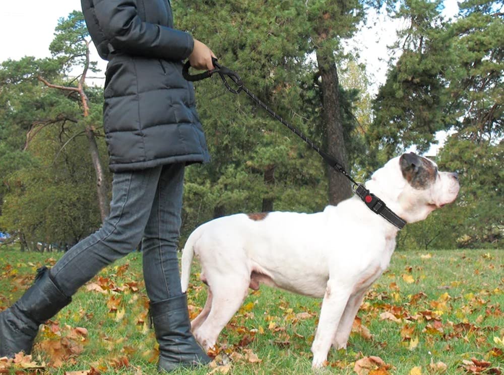 FreePaw™ – Laisse Mains Libres